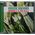 Music Album